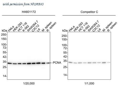 HUABIO HA601172 image 1