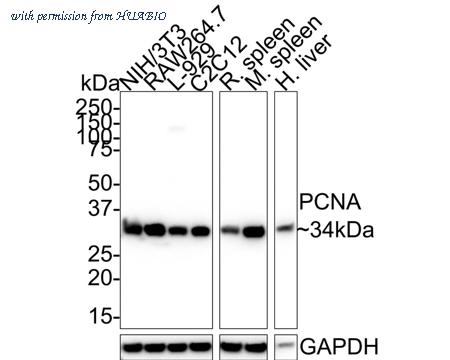 HUABIO HA601172 image 3