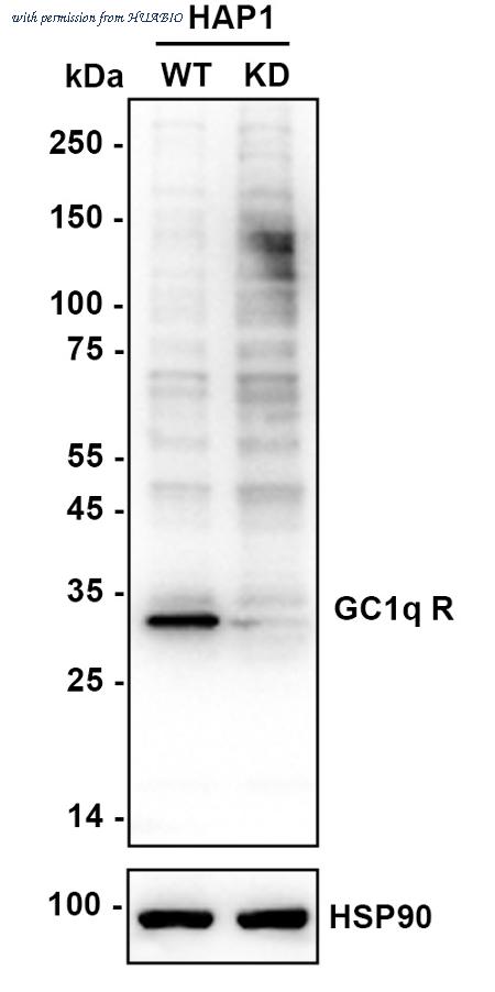 HUABIO HA601173 image 2