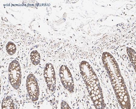 HUABIO HA601173 image 3