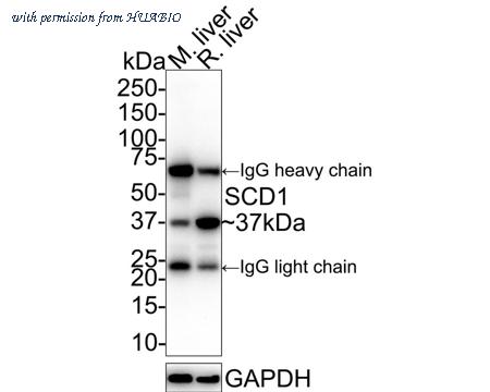 HUABIO HA601180 image 2