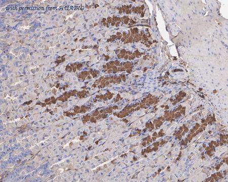 HUABIO HA601181 image 2