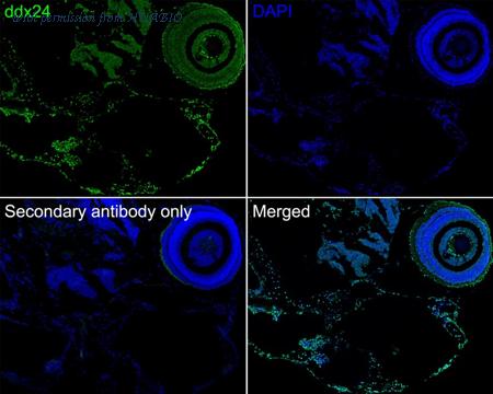 HUABIO HA601183 image 1