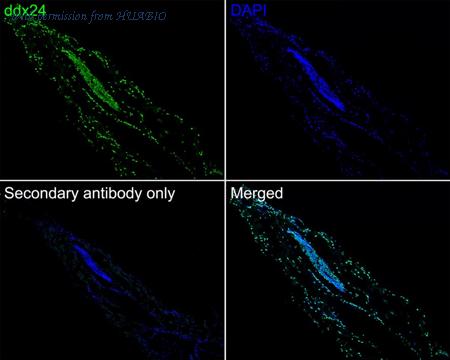HUABIO HA601183 image 2
