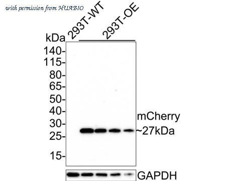 HUABIO HA601186 image 1