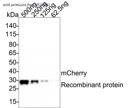 HUABIO HA601186 image 2