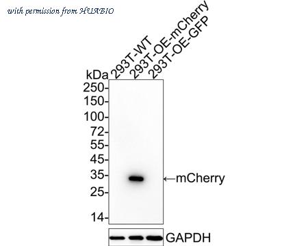 HUABIO HA601186 image 3