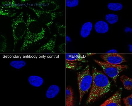 HUABIO HA601203 image 3