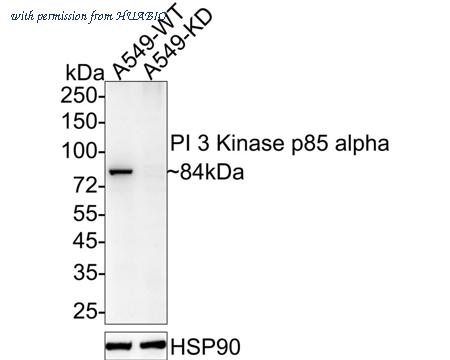 HUABIO HA601206 image 3