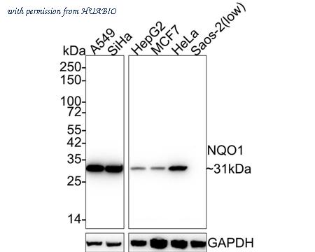 HUABIO HA601209 image 1
