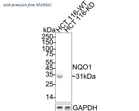 HUABIO HA601209 image 2