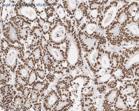 HUABIO HA601216 image 3