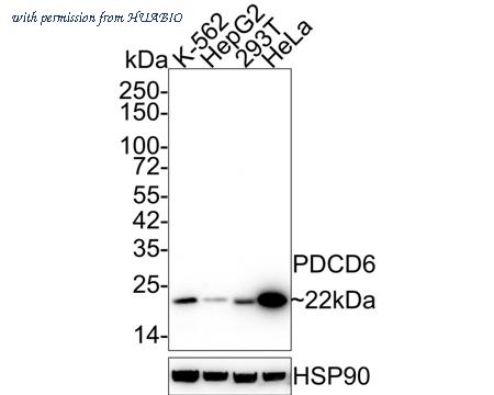 HUABIO HA601219 image 1