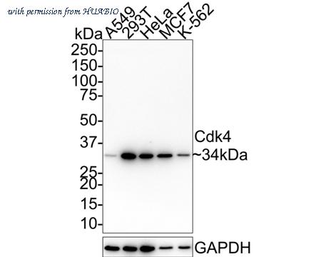 HUABIO HA601227 image 1