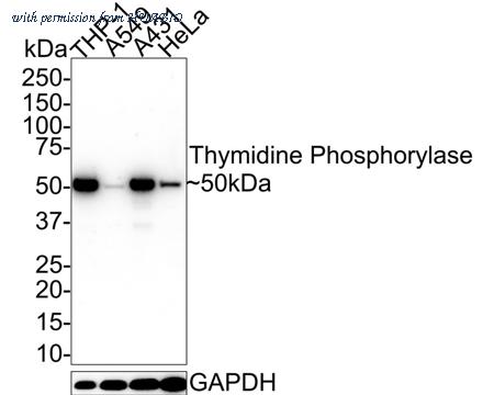 HUABIO HA601231 image 1