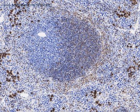 HUABIO HA601231 image 2