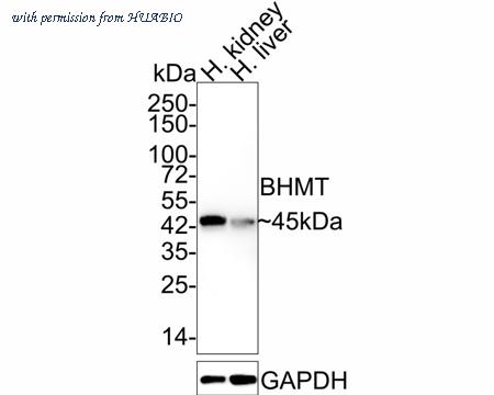 HUABIO HA601244 image 1
