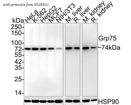 HUABIO HA601253 image 1