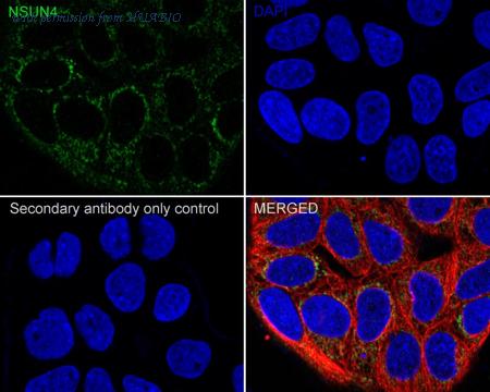 HUABIO HA601254 image 2
