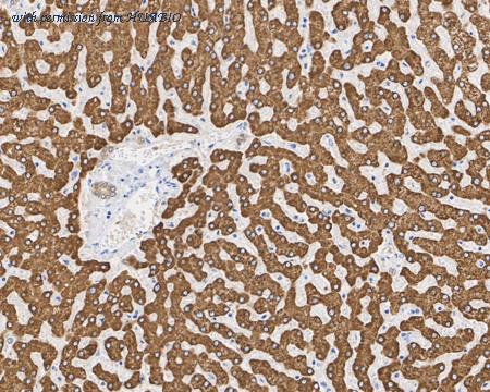 HUABIO HA601255 image 3