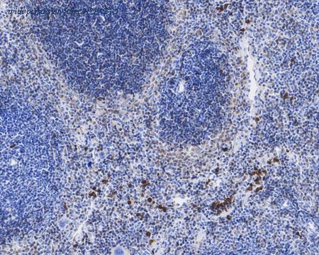 HUABIO HA601262 image 2