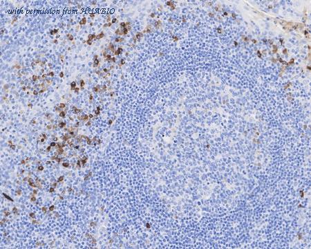 HUABIO HA601266 image 2