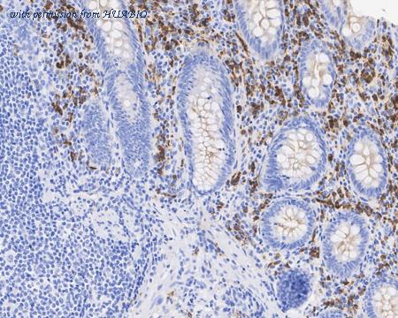 HUABIO HA601266 image 3