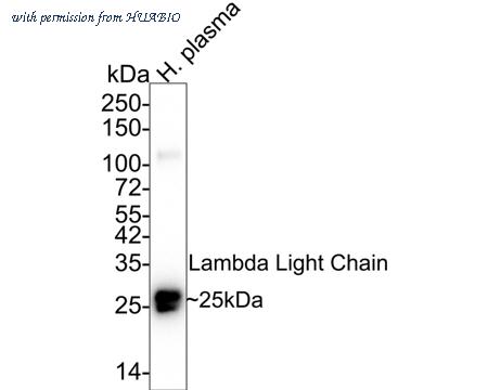HUABIO HA601267 image 1