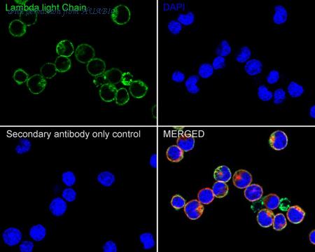HUABIO HA601267 image 2