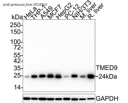 HUABIO HA601268 image 1