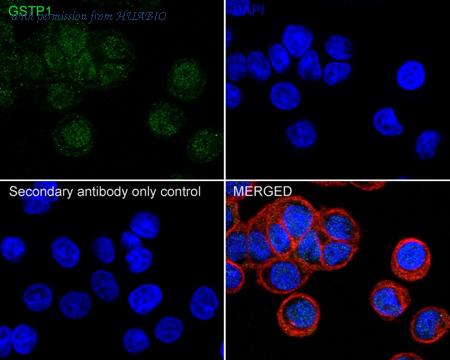 HUABIO HA601272 image 2