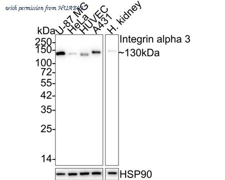 HUABIO HA601273 image 1