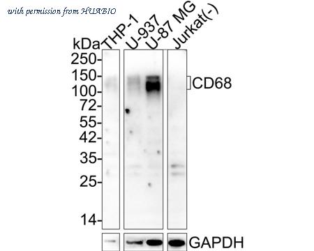 HUABIO HA601290 image 1