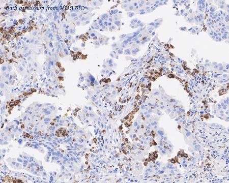 HUABIO HA601290 image 3