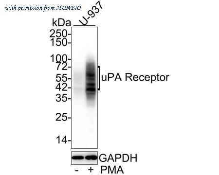 HUABIO HA601296 image 1