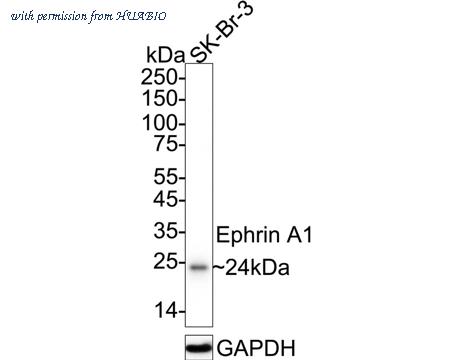 HUABIO HA601300 image 2