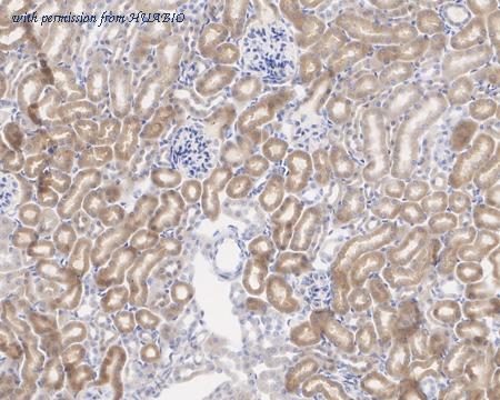 HUABIO HA601307 image 2