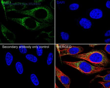 HUABIO HA601307 image 3