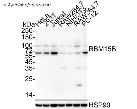 HUABIO HA601308 image 1