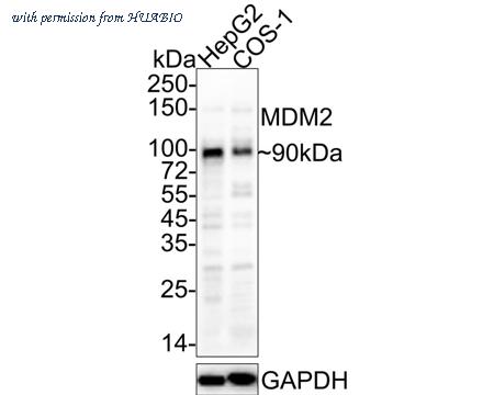 HUABIO HA601310 image 2