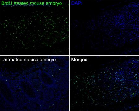 HUABIO HA601311 image 3