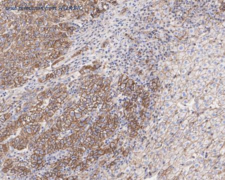 HUABIO HA601312 image 2