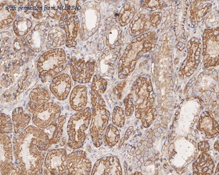 HUABIO HA601312 image 3