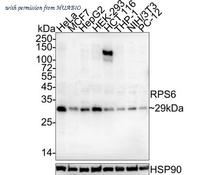 HUABIO HA601324 image 1