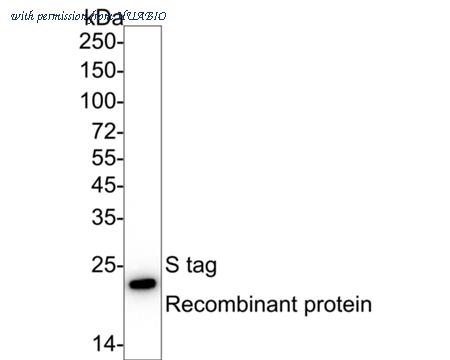 HUABIO HA601326 image 1