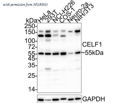 HUABIO HA601327 image 1