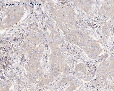 HUABIO HA601328 image 2