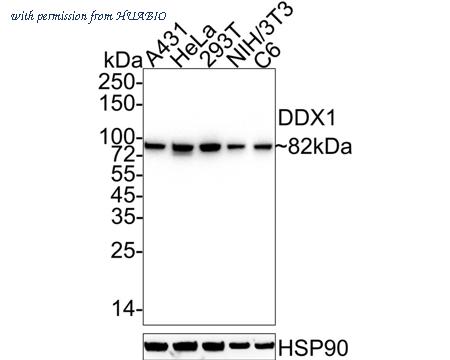HUABIO HA601332 image 1