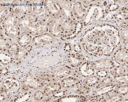 HUABIO HA601332 image 2