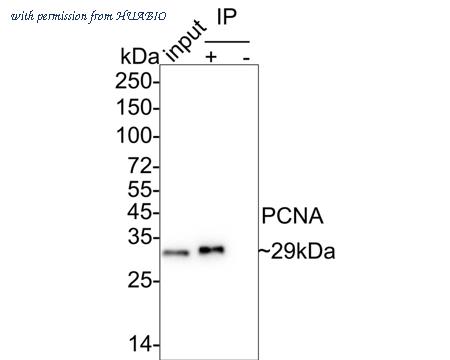 HUABIO HA601336 image 1